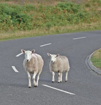 Los accidentes con animales son cada vez ms frecuentes